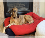 Small #1 Great Dane