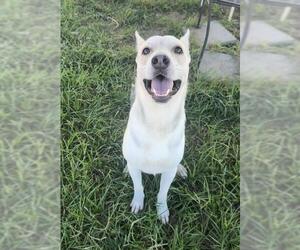 ELRICK - Male German Shepherd Dog-Unknown Mix Dog for Adoption - Photo #3
