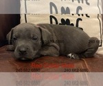 Puppy Red Collar M Cane Corso