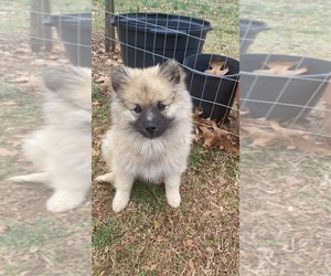American Eskimo Dog-Keeshond Mix Puppy for sale in HIGH POINT, NC, USA