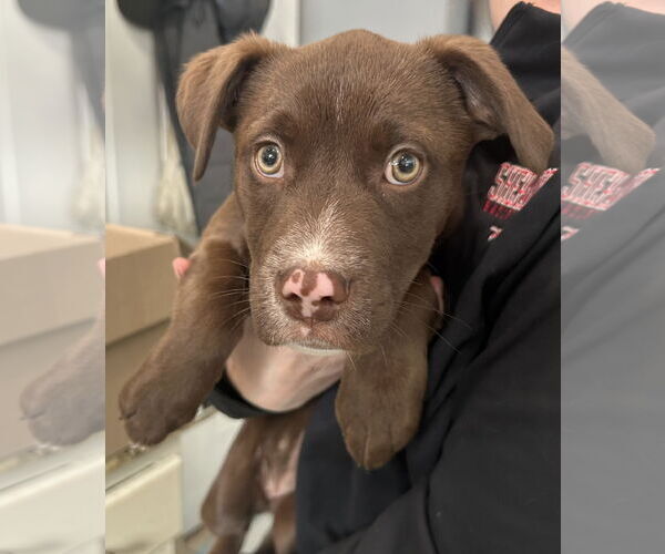 Medium Photo #3 Labrador Retriever-Unknown Mix Puppy For Sale in Stephens City, VA, USA
