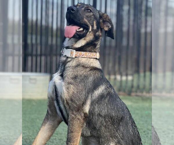 Medium Photo #11 Mutt Puppy For Sale in Rockwall, TX, USA