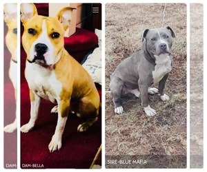 American Pit Bull Terrier Puppy for sale in TRENTON, NJ, USA