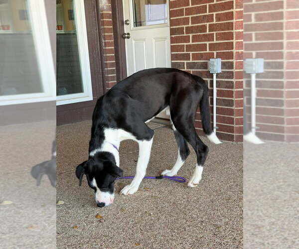 Medium Photo #7 Great Dane-Siberian Husky Mix Puppy For Sale in Bullard, TX, USA