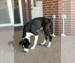 Small #6 Great Dane-Siberian Husky Mix