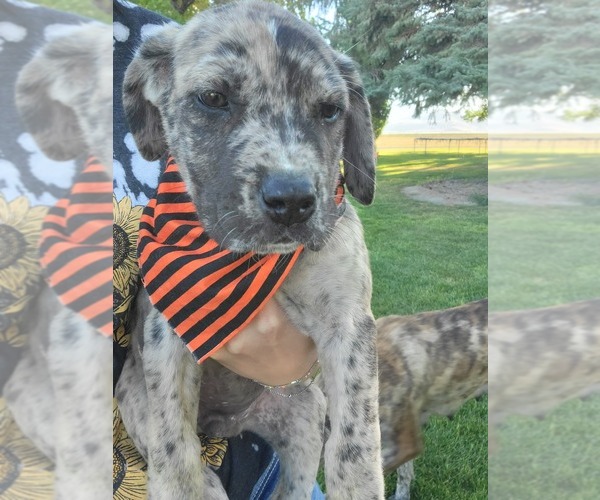 Medium Photo #4 Daniff-Neapolitan Mastiff Mix Puppy For Sale in MONTEVIEW, ID, USA