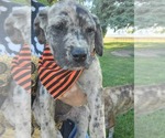 Small Photo #31 Daniff-Neapolitan Mastiff Mix Puppy For Sale in MONTEVIEW, ID, USA