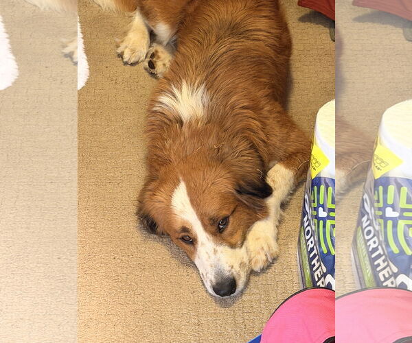 Medium Photo #3 Australian Shepherd-Unknown Mix Puppy For Sale in Fort Collins, CO, USA