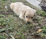 Small Photo #2 Golden Retriever Puppy For Sale in TAMPA, FL, USA