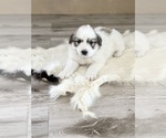 Small Great Pyrenees
