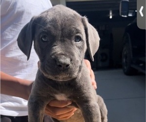 Cane Corso Puppy for sale in SACRAMENTO, CA, USA