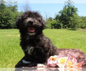 Havanese Puppy for sale in BROADWAY, VA, USA