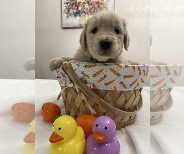 Medium Photo #15 Golden Retriever Puppy For Sale in MCKINNEY, TX, USA