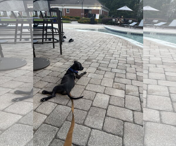 Medium Photo #6 American Staffordshire Terrier-Unknown Mix Puppy For Sale in Holly Springs, NC, USA