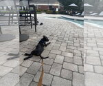 Small #5 American Staffordshire Terrier Mix