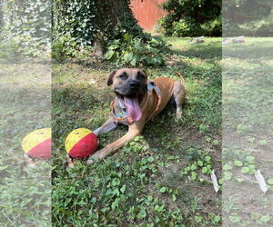 Boxer-Unknown Mix Dogs for adoption in COLUMBIA, MD, USA