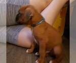 Small Photo #4 Boxer Puppy For Sale in STKN, CA, USA