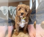 Small Photo #27 Goldendoodle (Miniature) Puppy For Sale in GILBERT, AZ, USA