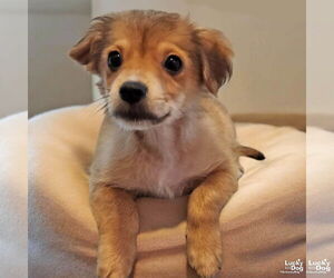 Chihuahua Mix Dog for Adoption in Washington, District of Columbia USA