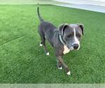 Small #1 American Staffordshire Terrier Mix