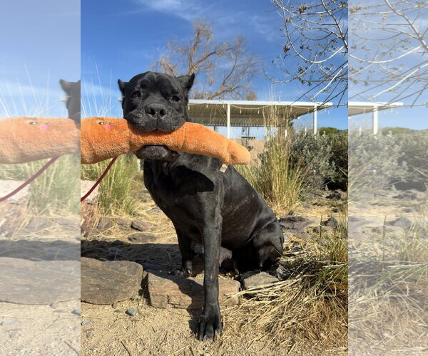 Medium Photo #3 Mutt Puppy For Sale in Goodyear, AZ, USA