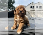 Small #2 Miniature Pinscher-Poodle (Toy) Mix