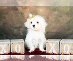 Small Photo #10 Maltese Puppy For Sale in WARSAW, IN, USA