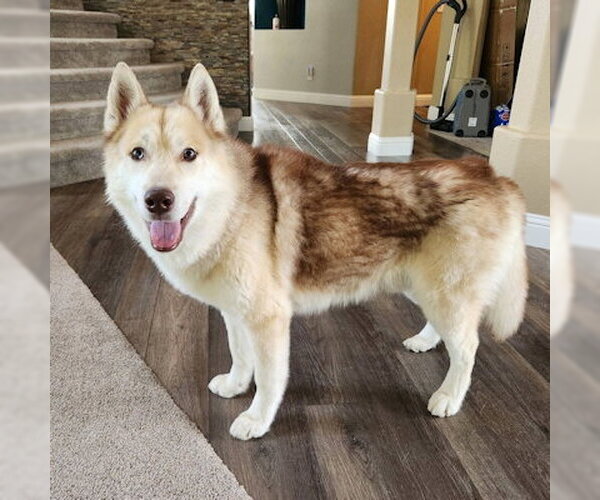 Medium Photo #2 Siberian Husky Puppy For Sale in Omaha, NE, USA