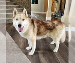 Small #1 Siberian Husky