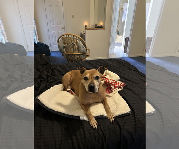 Medium Photo #2 American Pit Bull Terrier Puppy For Sale in Westminster, MD, USA