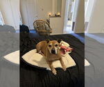 Small #1 American Pit Bull Terrier