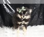 Small Photo #4 Pomeranian Puppy For Sale in WARSAW, IN, USA