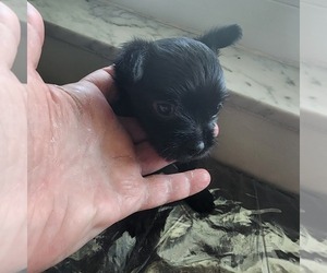 Chihuahua Puppy for Sale in OCALA, Florida USA