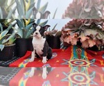 Small #1 Boston Terrier
