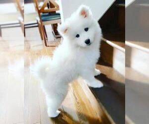 Samoyed Puppy for sale in SAN ANTONIO, TX, USA
