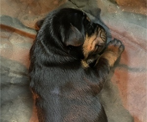 Doberman Pinscher Puppy for sale in RANGER, GA, USA