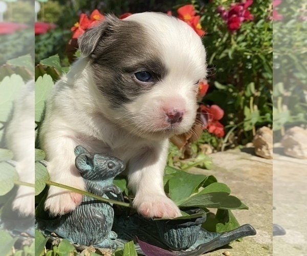 Medium Photo #27 Bullhuahua-Chihuahua Mix Puppy For Sale in RAWSONVILLE, MI, USA