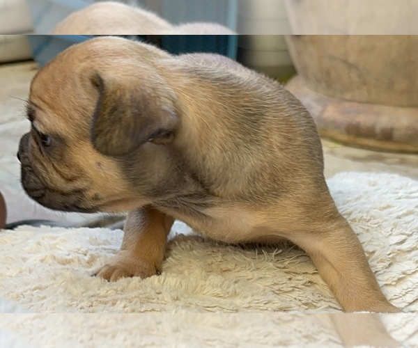 Medium Photo #25 American Bullnese-French Bulldog Mix Puppy For Sale in DISCOVERY BAY, CA, USA
