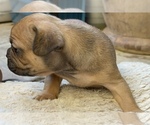 Small Photo #25 American Bullnese-French Bulldog Mix Puppy For Sale in DISCOVERY BAY, CA, USA