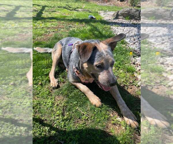 Medium Photo #2 Mutt Puppy For Sale in Martinsburg, WV, USA