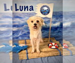 Small #4 Chihuahua-Norfolk Terrier Mix