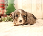 Small Photo #22 Aussiedoodle Miniature  Puppy For Sale in STAFFORD, VA, USA