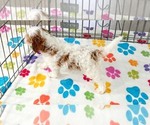 Small #9 Cavapoo (Miniature)-Poodle (Toy) Mix
