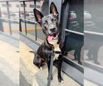 Small German Shepherd Dog Mix