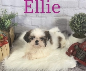 Shih Tzu Puppy for sale in ROYSE CITY, TX, USA