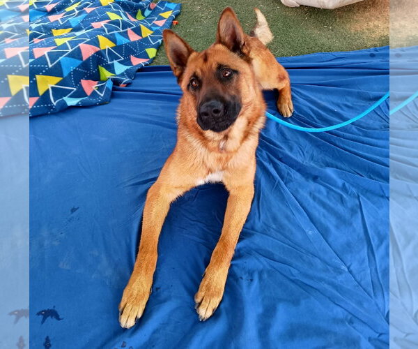 Medium Photo #2 German Shepherd Dog Puppy For Sale in Apple Valley, CA, USA