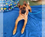 Small #1 German Shepherd Dog