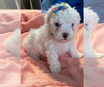 Puppy Puppy 2 Poodle (Toy)