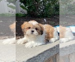 Small #2 Shih Tzu