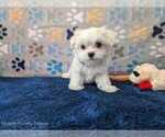Puppy Rigatoni Maltese